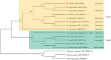 Rubus phylogenetic tree Rubus Phylogenetic Tree.png