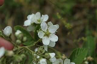 <i>Rubus floribundus</i> Species of fruit and plant