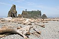 Troncs d'arbres, sur la plage