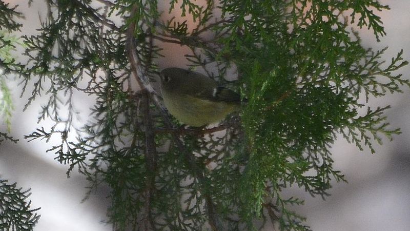 File:Ruby Crowned Kinglet (8224952429).jpg