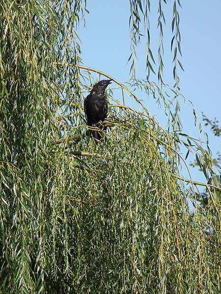 File:Salix babylonica mit Corvus corone 2011.JPG