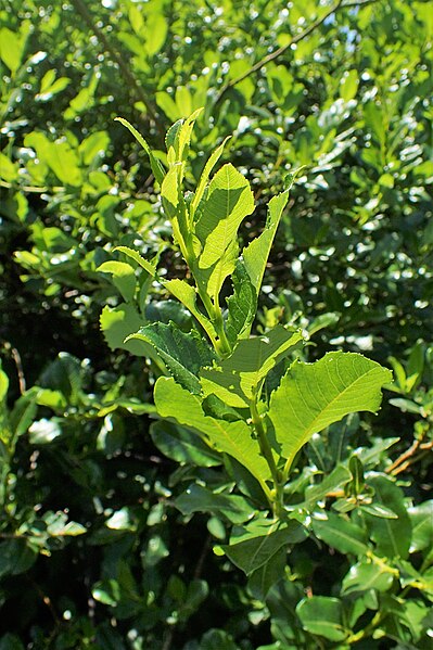 File:Salix waldsteiniana kz02.jpg