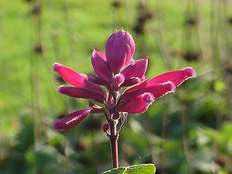 Salvia involucrata