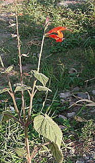 <i>Salvia oppositiflora</i> Species of plant