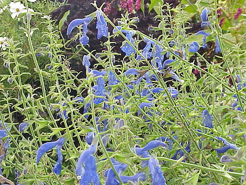 Salvia patens4.jpg