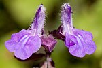 Gambar mini seharga Salvia pinguifolia