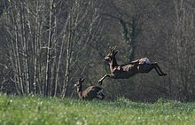 cervo em pleno salto