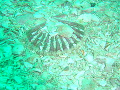 Scallops can occasionally be seen on the sand