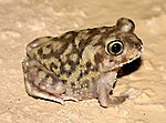 Thumbnail for Couch's spadefoot toad