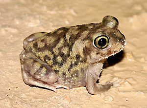 Southern blade foot (Scaphiopus couchii), young animal