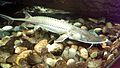 Shovelnose sturgeon