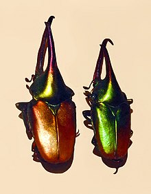 Scarab - Theodosia viridiaurata.JPG