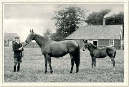 Sceptre and her second foal, Maid of Corinth (1907)