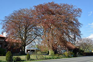 Schleswig-Holstein, Heede, Naturdenkmal 46-01 NIK 2955.JPG