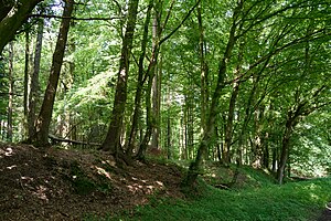 Schleswig-Holstein, Heiligenstedten, Landschaftsschutzgebiet Waldfläche „Heiligenstedtener Holz“ NIK 6660.JPG