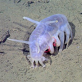 The sea pig, a deep water sea cucumber, is the only echinoderm that uses legged locomotion.