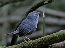 Scytalopus petrophilus - Rock tapaculo; Monteiro Lobato, São Paulo, Brazil.jpg