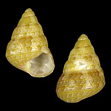 Seashell Cantharidus sendersi.jpg