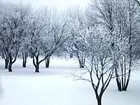 Selkirk Park in February 2012.