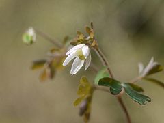 Semiaquilegia adoxoides