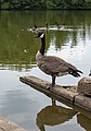 * Nomination Side of Branta canadensis -- Sixflashphoto 00:17, 18 August 2018 (UTC) * Promotion  Support Good quality. -- Johann Jaritz 02:05, 18 August 2018 (UTC)