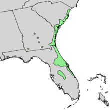 Sideroxylon Tenax Range Map 2.png