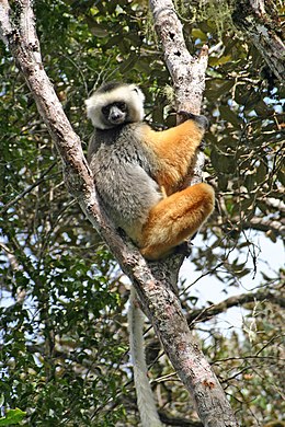 Sifaka perched in the "V" of a young tree