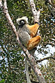 109.Sifaka diadema Propithecus diadema - Primates