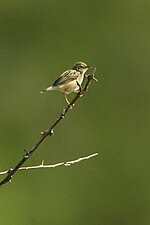 Thumbnail for Short-winged cisticola