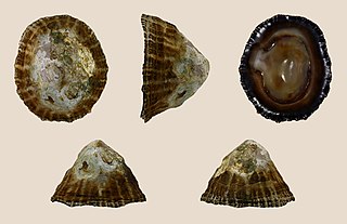 <i>Siphonaria gigas</i> species of mollusc