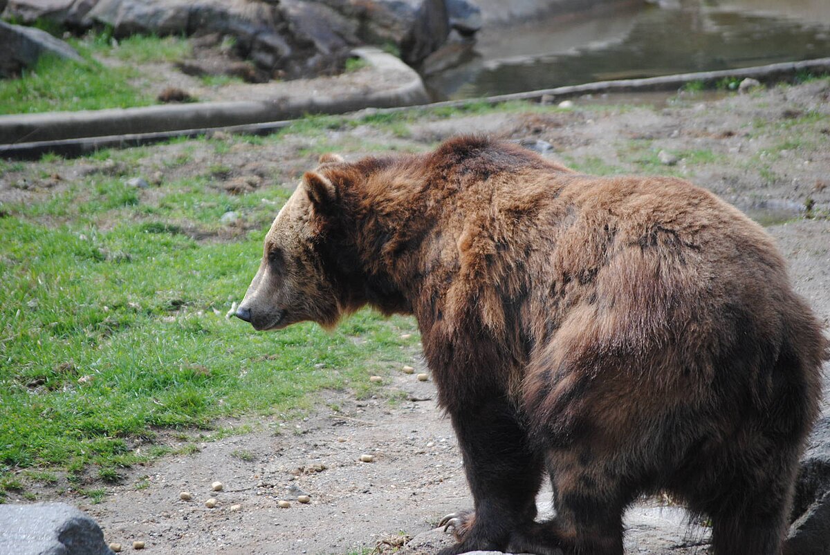 Brown bear - Wikipedia