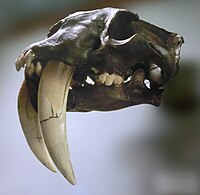 Uk: Theria Ik: Eutheria Boreoeutheria Öo: Laurasiatheria Fereuungulata Pegasoferae O: Carnivora Uo: Feliformia F: Felidae Uf: Machairodontinae S: Smilodon Sabeltandad tiger på Göteborgs Naturhistoriska museum.