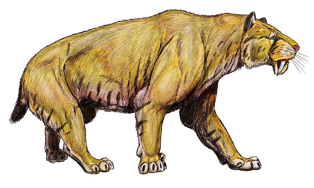 Smilodon populator