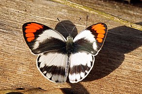 Smoky orange tip (Colotis euippe omphale) male.jpg