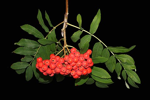 Rowan berries (Sorbus aucuparia)