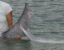 Tail with visible grey and pink colours Sousa chinensis (3) by Zureks.jpg