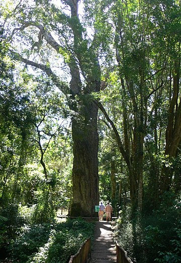 Afrocarpus falcatus