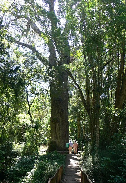 File:Southafrica428yellowwood.jpg