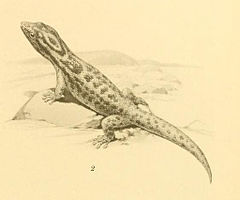 Description de l'image Sphaerodactylus macrolepis 01-Barbour 1921.jpg.