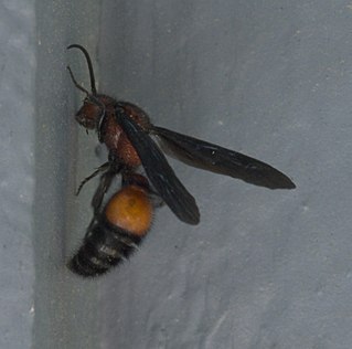 <i>Sphaeropthalma</i> Genus of wasps