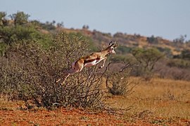 Springbok (Antidorcas marsupialis) pronking 2.jpg