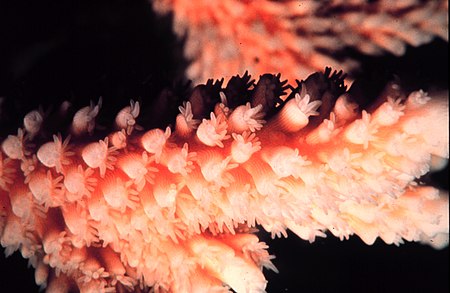 ไฟล์:Staghorn_coral_closeup.jpg