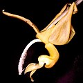 Stanhopea stevensonii