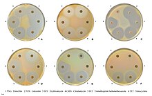 Susceptibility to commonly used antibiotics. Staphylococcus aureus susceptibility.jpg