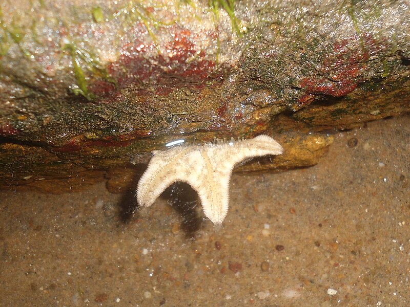 File:Star fish at Bheemunipatnam beach rocks.JPG