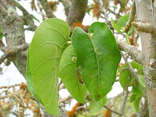 <i>Nothocestrum</i> Genus of trees