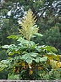 Plume poppy (Bocconia frutescens)