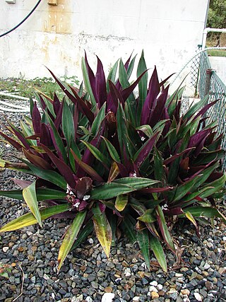 Fortune Salaire Mensuel de Tradescantia Spathacea Combien gagne t il d argent ? 1 000,00 euros mensuels