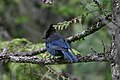 Cyanocitta stelleri Steller's Jay (back)