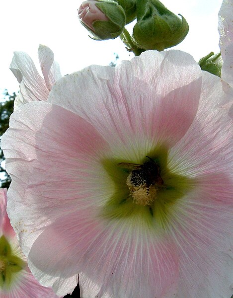 File:Stockrose (Alcea rosea) 7-2003.jpg